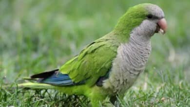 Proyecto Santa María monitorea especie invasora de loro en Mérida para proteger aves nativas