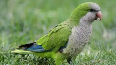 Proyecto Santa María monitorea especie invasora de loro en Mérida para proteger aves nativas