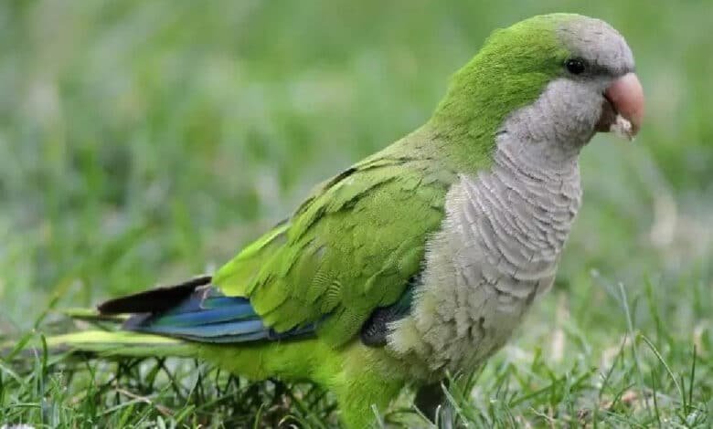 Proyecto Santa María monitorea especie invasora de loro en Mérida para proteger aves nativas