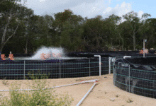 acuacultura crece en yucatán con 62 unidades activas y apuesta por ordenamiento sostenible