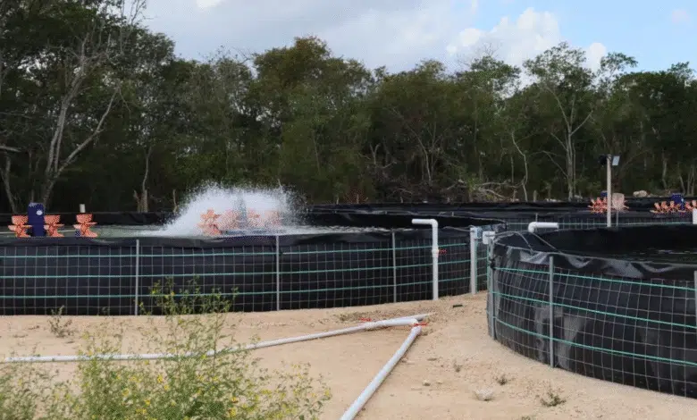 acuacultura crece en yucatán con 62 unidades activas y apuesta por ordenamiento sostenible