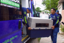 atienden 90% de las 215 denuncias por maltrato animal en mérida durante enero