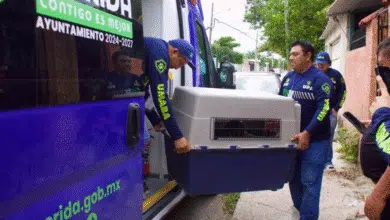 atienden 90% de las 215 denuncias por maltrato animal en mérida durante enero