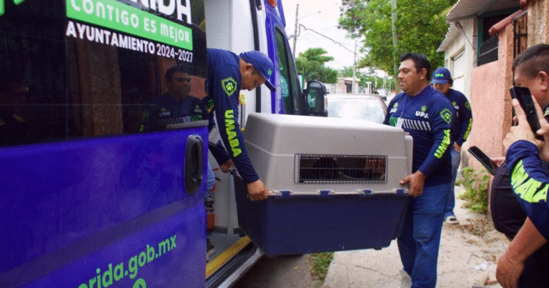 atienden 90% de las 215 denuncias por maltrato animal en mérida durante enero