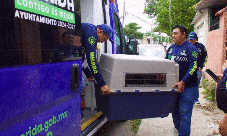 atienden 90% de las 215 denuncias por maltrato animal en mérida durante enero