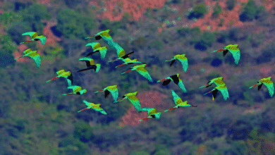 bajas temperaturas ponen en riesgo a aves tropicales en yucatán durante temporada de frentes fríos