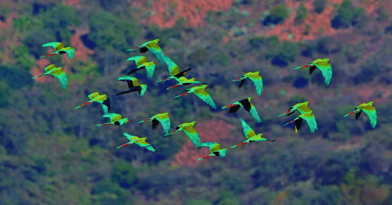 bajas temperaturas ponen en riesgo a aves tropicales en yucatán durante temporada de frentes fríos