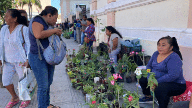 bazar de plantas se congrega en el centro histórico de mérida los miércoles y sábados