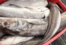 cazón, opción económica y tradicional en la mesa yucateca durante cuaresma