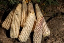 Simplifica AGRICULTURA trámites para incentivos al maíz blanco del ciclo Primavera-Verano 2025 (Foto de Gobierno de México)