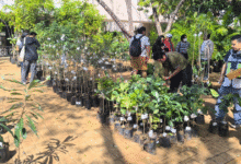 exitosa venta anual de plantas nativas en el cicy