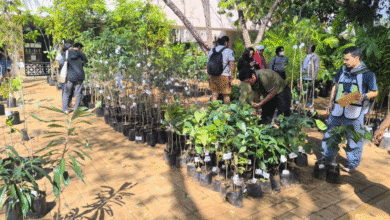 exitosa venta anual de plantas nativas en el cicy