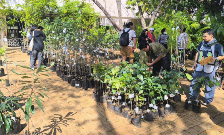 exitosa venta anual de plantas nativas en el cicy