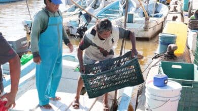 Concluye la pesca del mero e inicia la veda 2026 en Yucatán