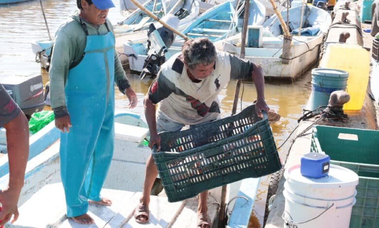 Concluye la pesca del mero e inicia la veda 2026 en Yucatán