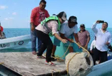 inicia formación del primer arrecife artificial en río lagartos