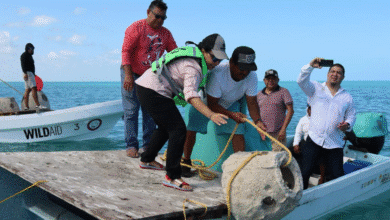 inicia formación del primer arrecife artificial en río lagartos