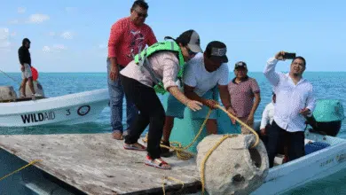 inicia formación del primer arrecife artificial en río lagartos
