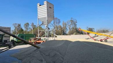 Llama AGRICULTURA a productoras y productores a recibir el incentivo al maíz blanco en seis estados