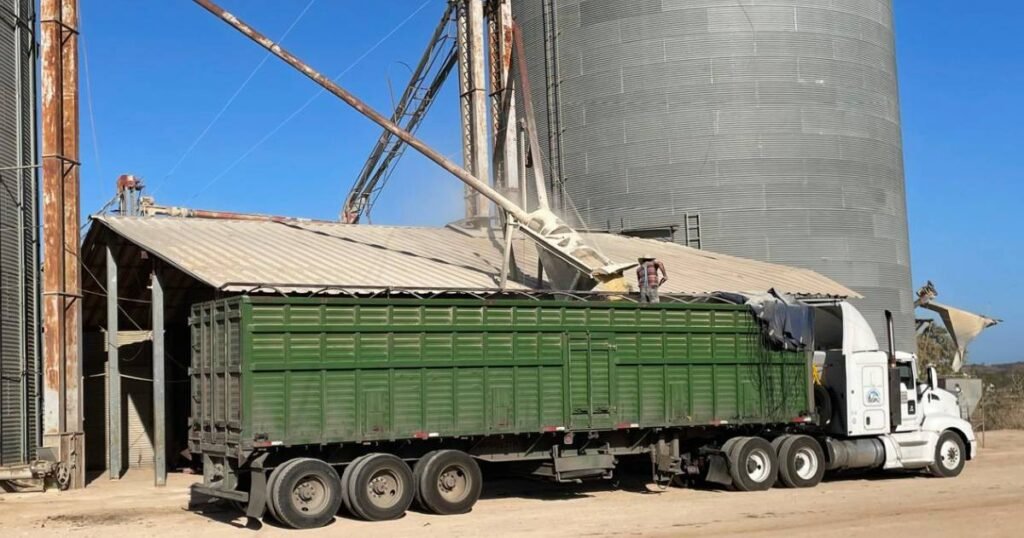 llama agricultura a productoras y productores a recibir el incentivo al maiz blanco en seis estados 3