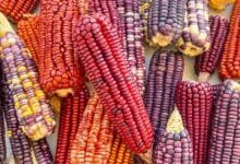 maíces nativos de yucatán resisten entre temporal, baja producción y valor ceremonial