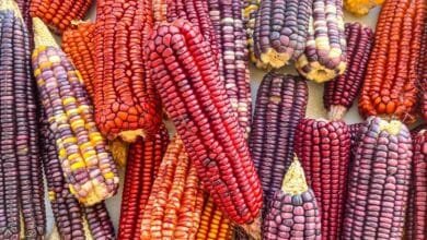 maíces nativos de yucatán resisten entre temporal, baja producción y valor ceremonial