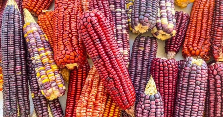maíces nativos de yucatán resisten entre temporal, baja producción y valor ceremonial