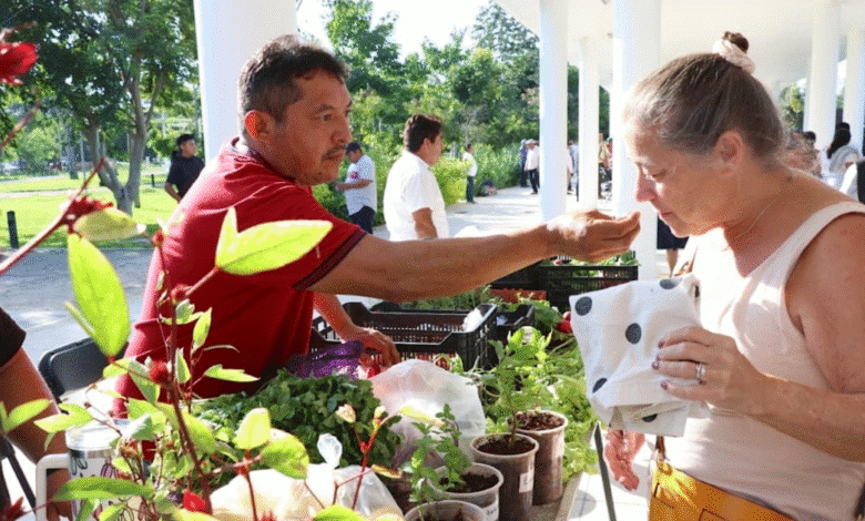 más de 300 productores regresan al mercado renacer en la plancha