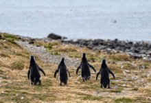 Navegación a la Isla Magdalena para conocer la colonia de pingüinos en Chile (1)