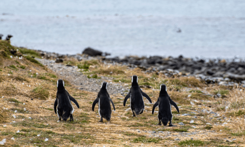 Navegación a la Isla Magdalena para conocer la colonia de pingüinos en Chile (1)