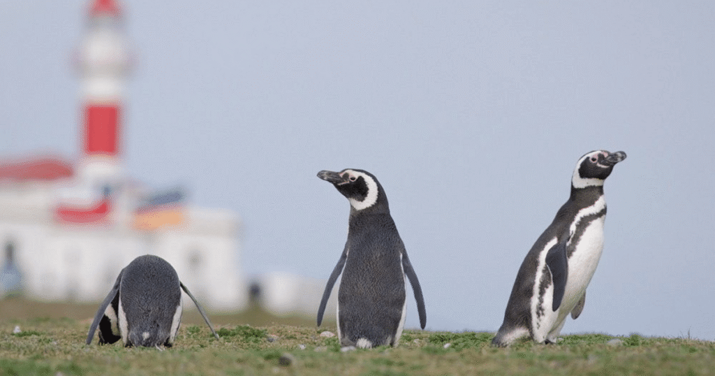 navegacion a la isla magdalena para conocer la colonia de pinguinos en chile