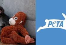 PETA se va contra contra zoológico de Japón donde vive "Punch" (Foto de internet)