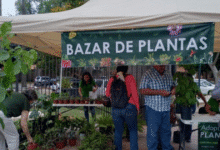 parque de san sebastián será sede del “corredor botánico” este domingo