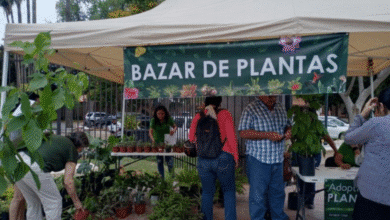 parque de san sebastián será sede del “corredor botánico” este domingo