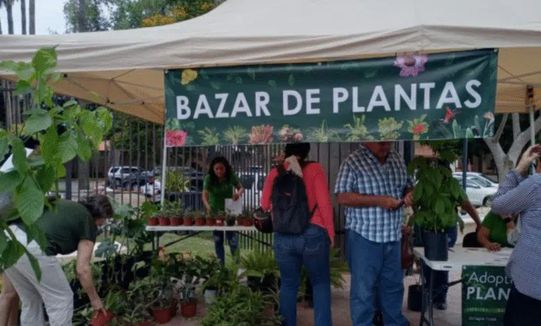 parque de san sebastián será sede del “corredor botánico” este domingo