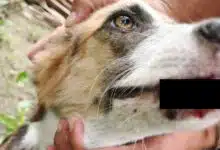 Aumentan casos de gusano barrenador en perros de Yucatán; suman mil 598 reportes (Foto cortesía)