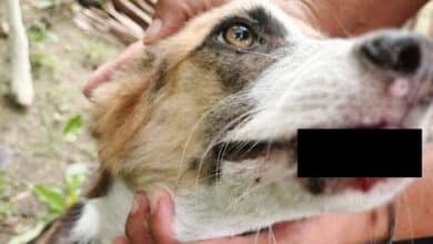 Aumentan casos de gusano barrenador en perros de Yucatán; suman mil 598 reportes (Foto cortesía)