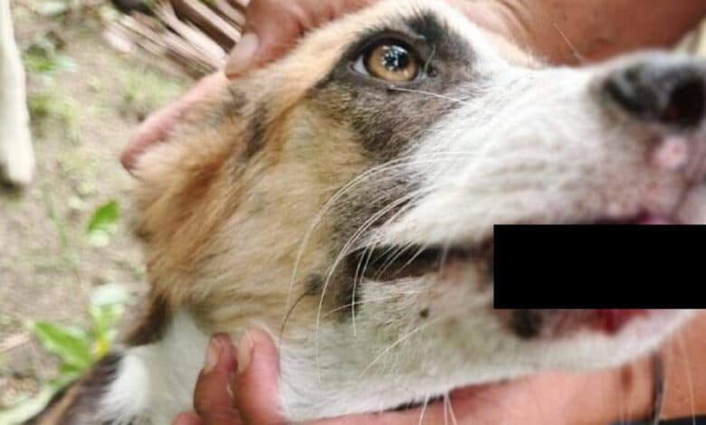 Aumentan casos de gusano barrenador en perros de Yucatán; suman mil 598 reportes (Foto cortesía)