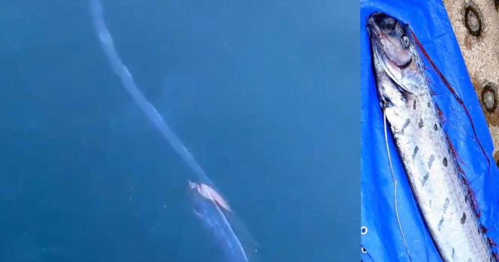 pez del juicio final captado en aguas de japon 2