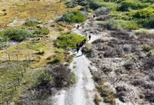 profepa frena desmonte de manglar en chelem