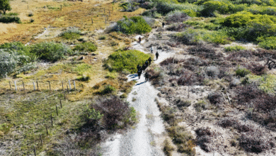 profepa frena desmonte de manglar en chelem