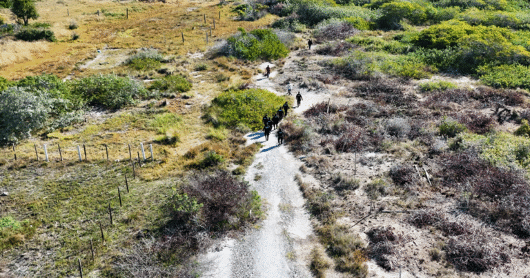 profepa frena desmonte de manglar en chelem