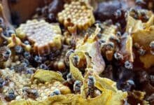 Melipona, la abeja sagrada maya que resiste entre cultura, medicina y riesgo ambiental