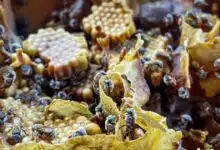 Melipona, la abeja sagrada maya que resiste entre cultura, medicina y riesgo ambiental