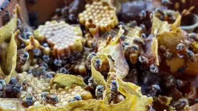 Melipona, la abeja sagrada maya que resiste entre cultura, medicina y riesgo ambiental