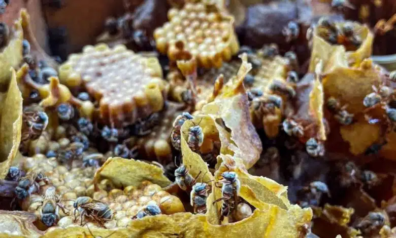 Melipona, la abeja sagrada maya que resiste entre cultura, medicina y riesgo ambiental