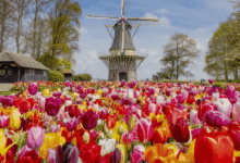 Keukenhof, conocido como el “Jardín de Europa”, es uno de los destinos turísticos más impresionantes de Holanda y una parada obligatoria para quienes desean vivir la experiencia de los tulipanes en su máximo esplendor.