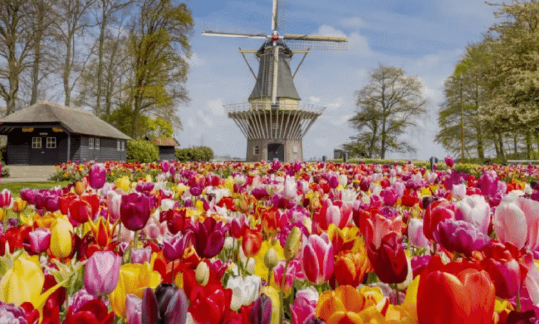 Keukenhof, conocido como el “Jardín de Europa”, es uno de los destinos turísticos más impresionantes de Holanda y una parada obligatoria para quienes desean vivir la experiencia de los tulipanes en su máximo esplendor.