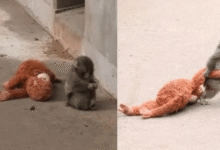 Punch, el mono bebé de Japón que conquistó redes sociales con su osito