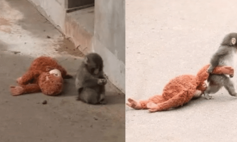 Punch, el mono bebé de Japón que conquistó redes sociales con su osito